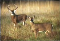 Description: http://www.nationalparkstraveler.com/files/storyphotos/two_white_tailed_deer_0.jpg