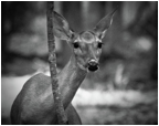 Description: http://images.fineartamerica.com/images-medium-large/1-hiding-deer-jamie-starling.jpg