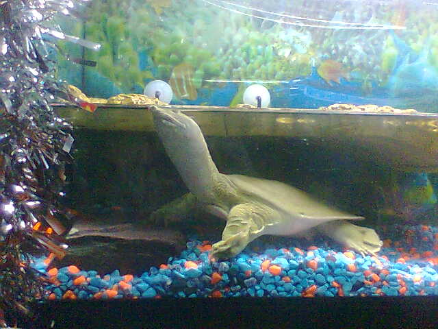 http://www.reptileforums.co.uk/forums/attachments/shelled-classifieds/28340d1291204431-chinese-soft-shelled-turtle-tank-camping000.jpg