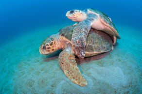 ../Desktop/MPO-Mating-Loggerhead-Sea-Turtles-Florida-9.jpg