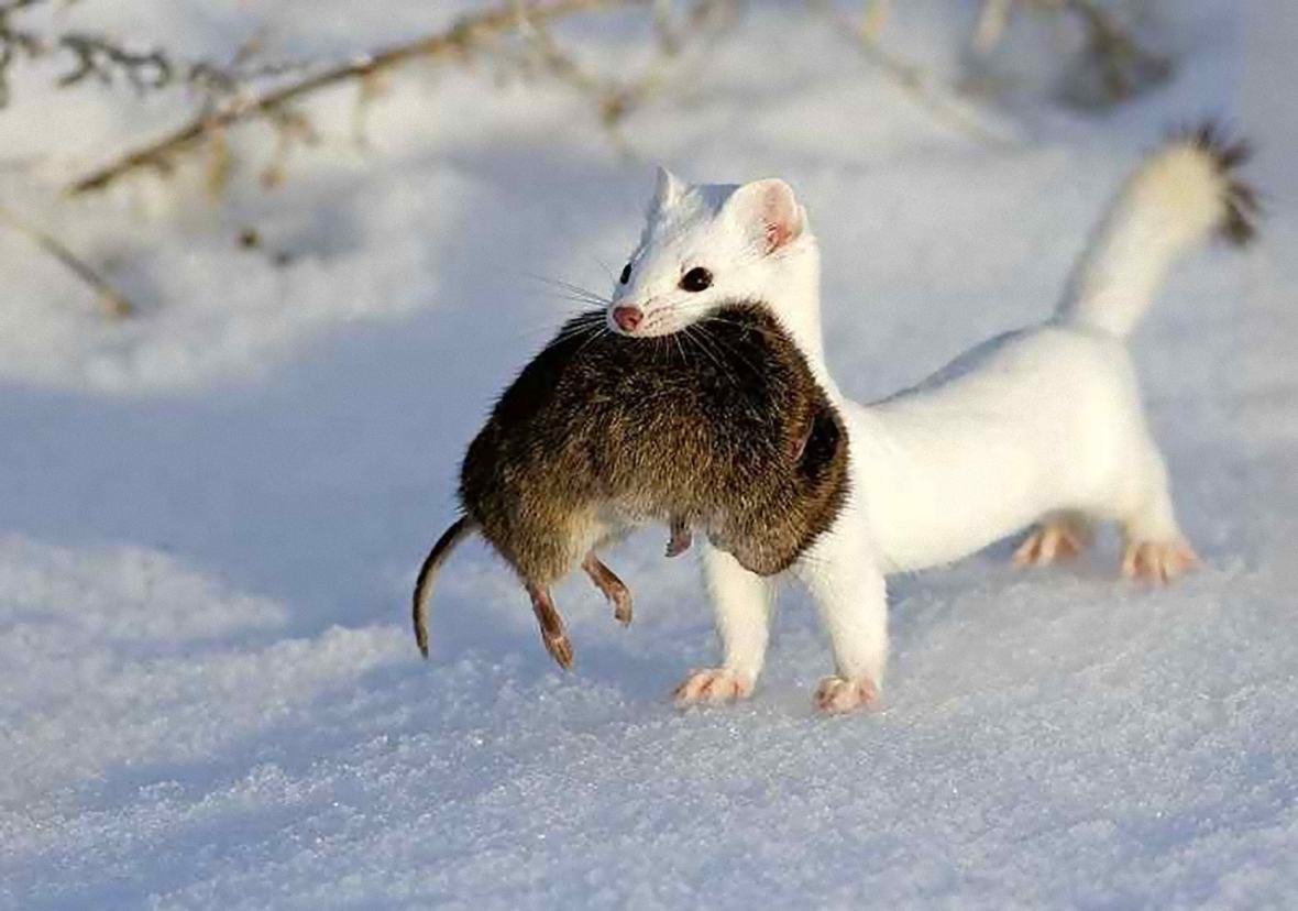ermine-with-dead-mouse