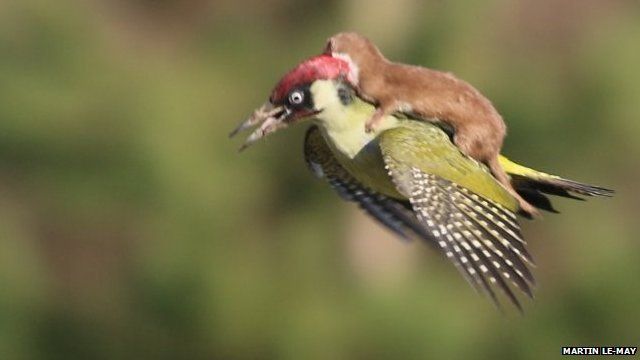 stoat-and-woodpecker